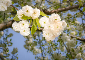 Inflorescence of white cherry blossoms