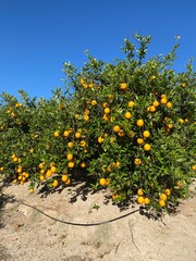 Orangenplantage, Südfrüchte, Orangen, Zitronen, Orange