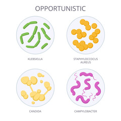 Cartoon opportunistic bacteria. Biological microorganism, opportunistic microbes and bacteria, non-pathogenic flora microorganism flat vector illustration. Microbiota in petri dish