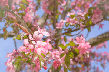 Several pink plum flowers on a blurred background