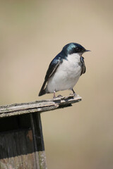 Tree swallow perched on a birdhouse during a spring season at the Pitt River Dike Scenic Point in Pitt Meadows, British Columbia, Canada