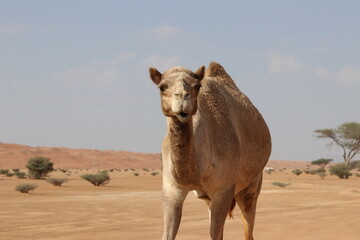 Camel in the Wahabi Sands desert