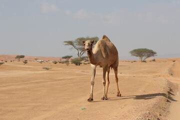 Camel in the Wahabi Sands desert
