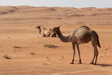 Camel in the Wahabi Sands desert