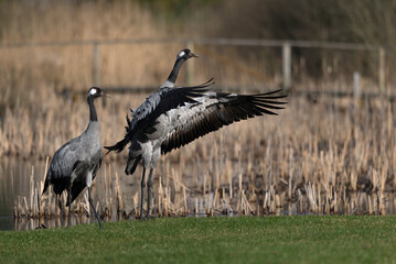 A pair of crane birds on green grass at the pond