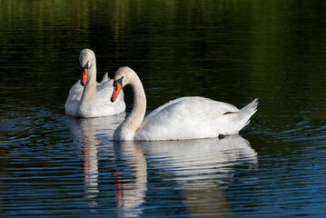 Obraz premium Pair of white swans swimming in calm water