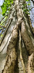 Vine on tree trunks