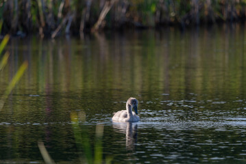 Naklejka na ściany i meble One baby swan swimming on a calm lake water