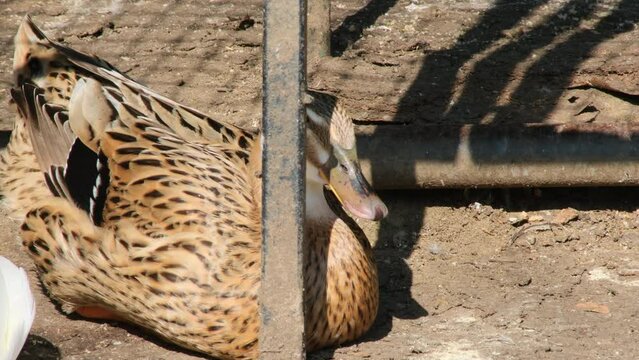brown duck resting and sleeping by the lake in the zoo