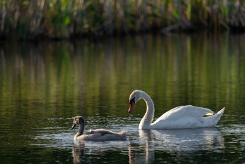 Female swan with baby swan swimming on a sunny day