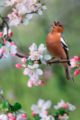  beautiful bright bird, a male finch sits on a branch in a spring blooming garden and sings loudly - 790304953