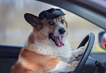 cute corgi dog in a driver's cap sits behind the wheel of a car and smiles - 790305105