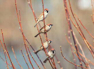 a flock of small sparrow birds sitting on a branch in the park - 790305167
