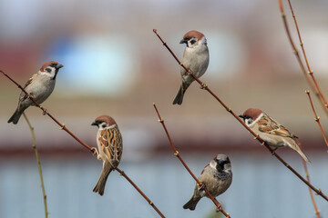 a flock of small sparrow birds sitting on a branch in the park - 790305187