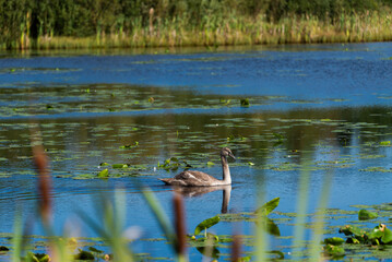 One baby swan swimming around the wild lake on sunny day