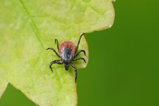 Detailed closeup on a castor bean tick, Ixodes ricinus a pest species that can transmit Lyme disease and tick-borne encephalitis.