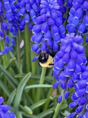 Close up of Bumble bee feeding on Blue Hyacinth