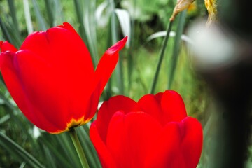 Zwei rote Tulpen auf Wiese im Garten neben silbernem alten Zaunpfahl aus Stahl am Nachmittag im...