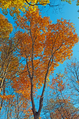 Orange Leaves Against a Blue Sky