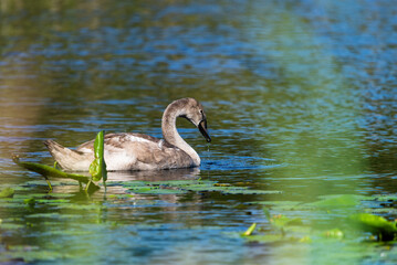 Lonely cygnet swinming and feeding around the wild pond