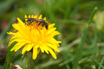 Closeup on a female of the rare buff-tailed or catsear mining bee, Andrena humilis on a dandelion , it's host plant