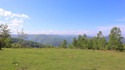 landscape with trees