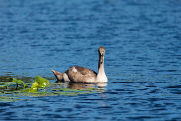 Lonely cygnet swinming and feeding in the dark blue water of wild lake
