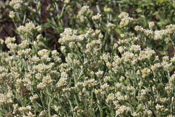 Bicolor Rabbit Tobacco, Pseudognaphalium Biolettii, a pulchritudinous native gynomonoecious perennial herb showing racemose disciform head inflorescences during Winter in the Santa Monica Mountains.