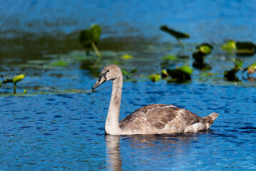 Lonely cygnet swinming and feeding in the dark blue water of wild lake