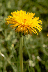 Lone Dandelion