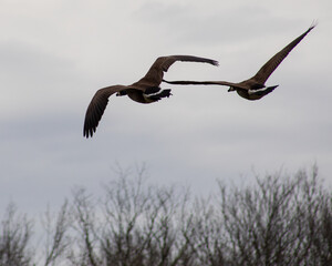 Two Geese  in flight on a cloudy day