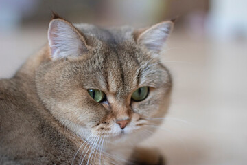 British Shorthair Golden Chinchilla NY25 ticked tabby