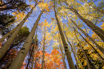 Changing aspen leaves in the Colorado fall