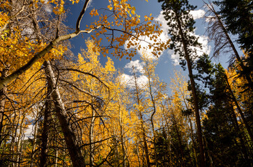 Changing aspen leaves in the Colorado fall