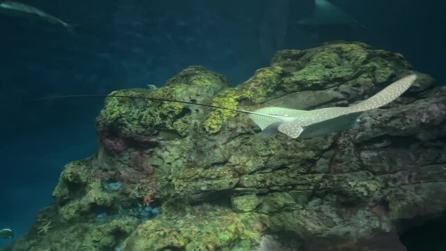 Spotted eagle ray glides past a submerged rock