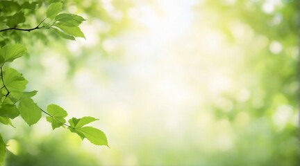 Fototapeta na wymiar summer green foliage of tree leaves and a bright sunny bokeh background.