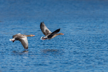 Greylag geese in flight