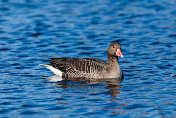 Greylag goose swimming on the wild pond