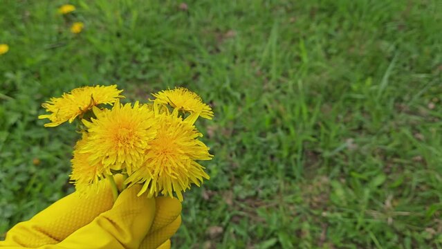Dandelion in a field of grass, blooming, bouquet (Taraxacum officinale)- (4K)