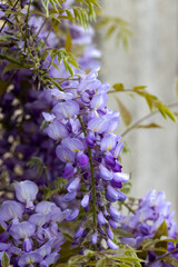 Beautifully blooming wisteria Traditional Japanese flower Purple flowers on background green leaves Spring floral background. Beautiful tree with fragrant, classic purple flowers in hanging clusters