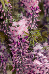 Beautifully blooming wisteria Traditional Japanese flower Purple flowers on background green leaves Spring floral background. Beautiful tree with fragrant, classic purple flowers in hanging clusters - 790324189