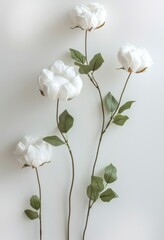 Cotton Flowers and Green Leaves on White Background