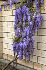 Beautifully blooming wisteria Traditional Japanese flower Purple flowers on background green leaves Spring floral background. Beautiful tree with fragrant, classic purple flowers in hanging clusters - 790324553