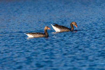 Greylag geese swimming on the wild lake