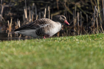 Greylag goose feeding