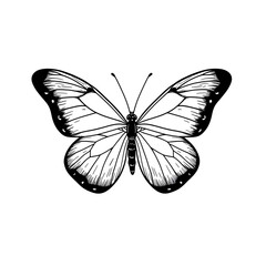 Butterfly isolated on white transparent background, PNG