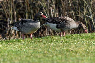 Greylag geese feeding