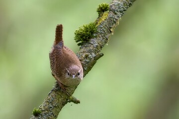 Winter wren on a bush