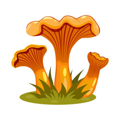 Chanterelle mushrooms. Family of coniferous, deciduous, forest chanterelles growing in grass. Vector. Used for web design.