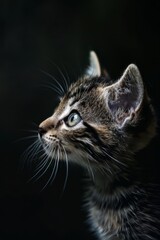Naklejka na ściany i meble Beautiful cute baby cat with beautiful eyes black background, generated with AI